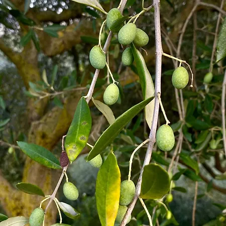 Ca' Cristane Rivoli Veronese